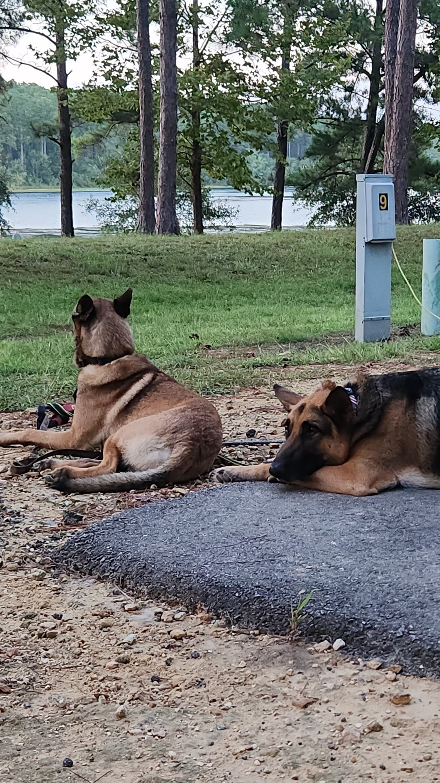 Pet Camping Essentials